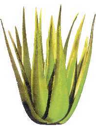 Aloe Vera Pflege