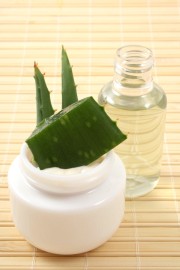 Aloe Vera Aloe Vera Pflanze